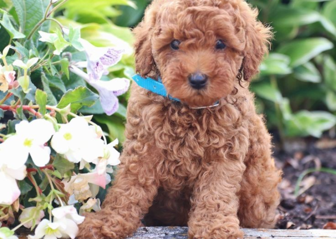 TOY POODLE BİBLO